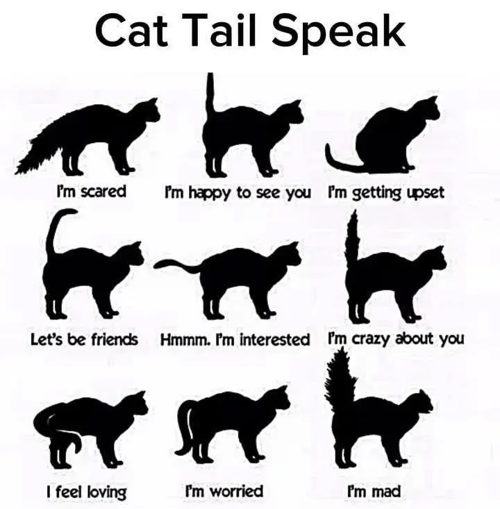 cat tail speak