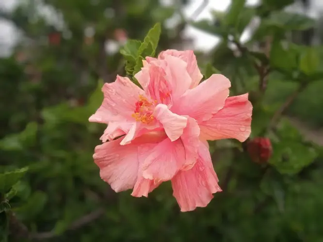 Hebisco's flower