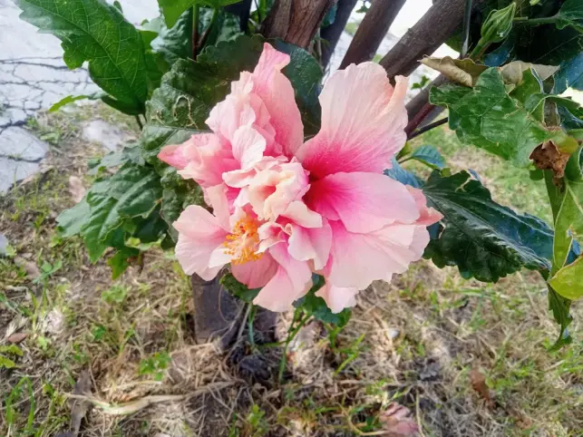 Hibisco's flower
