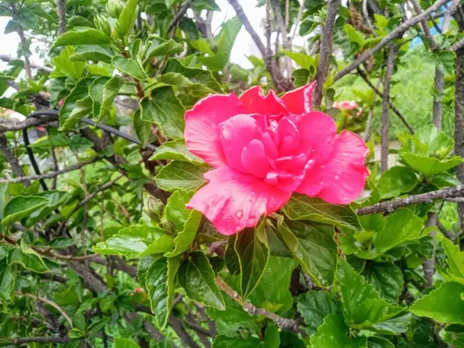 Hebisco's flower