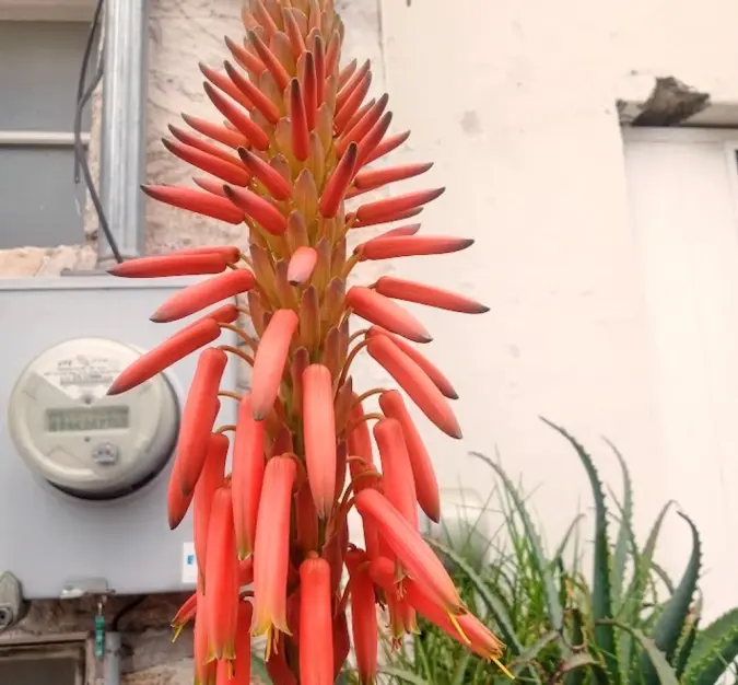 Aloe's flowers
