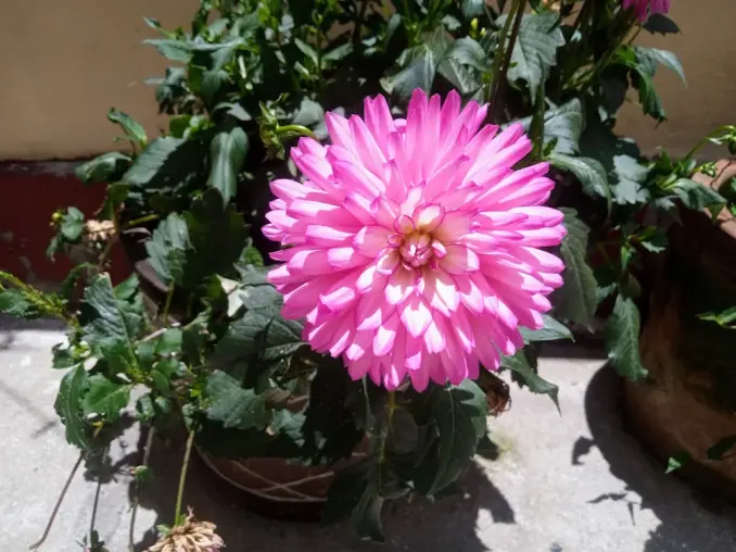 Dalia