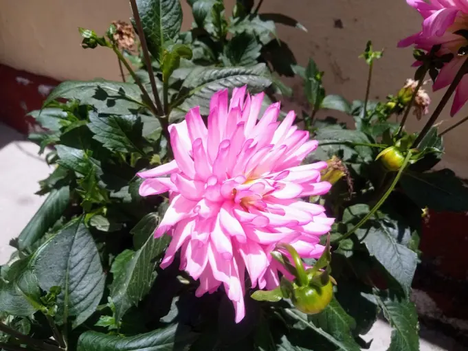 Dalia