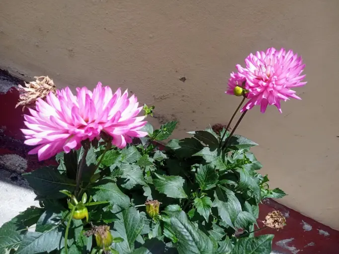 Dalia