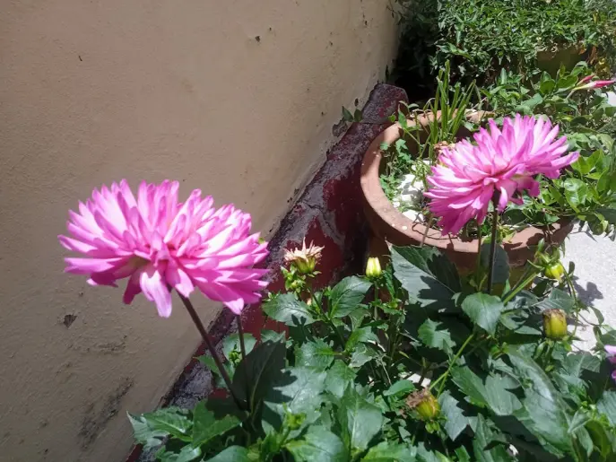 Dalia