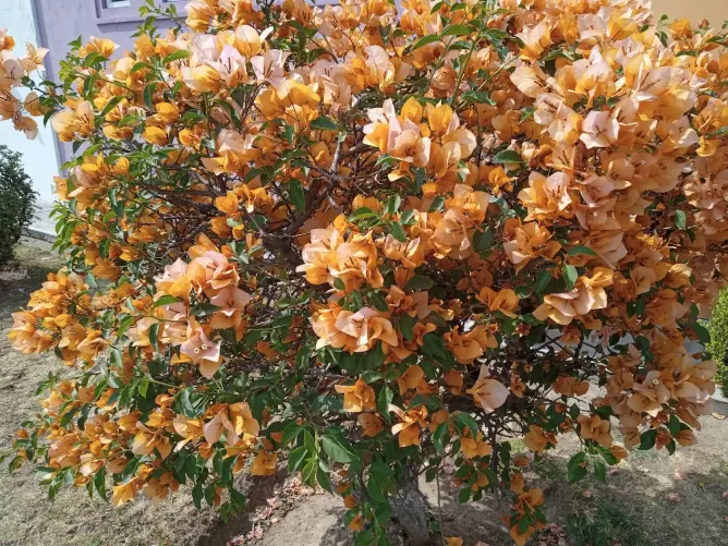 Bougainvillea