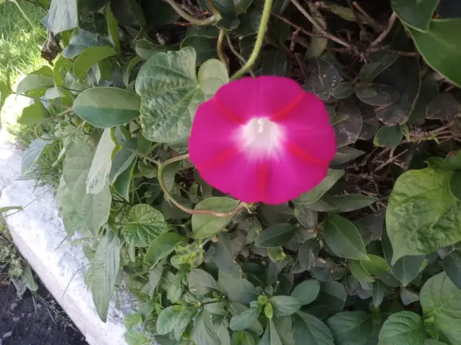 Bell flower