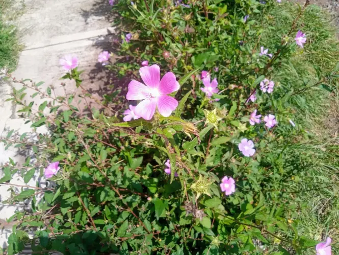 Violet flower