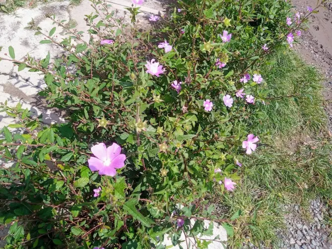 Violet flower