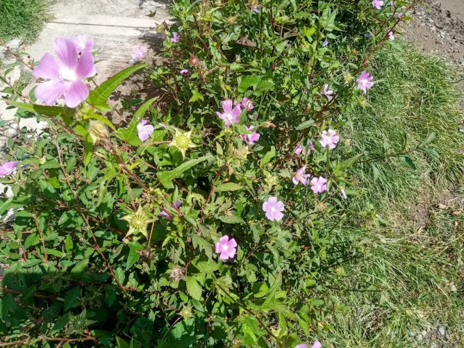 Violet flower