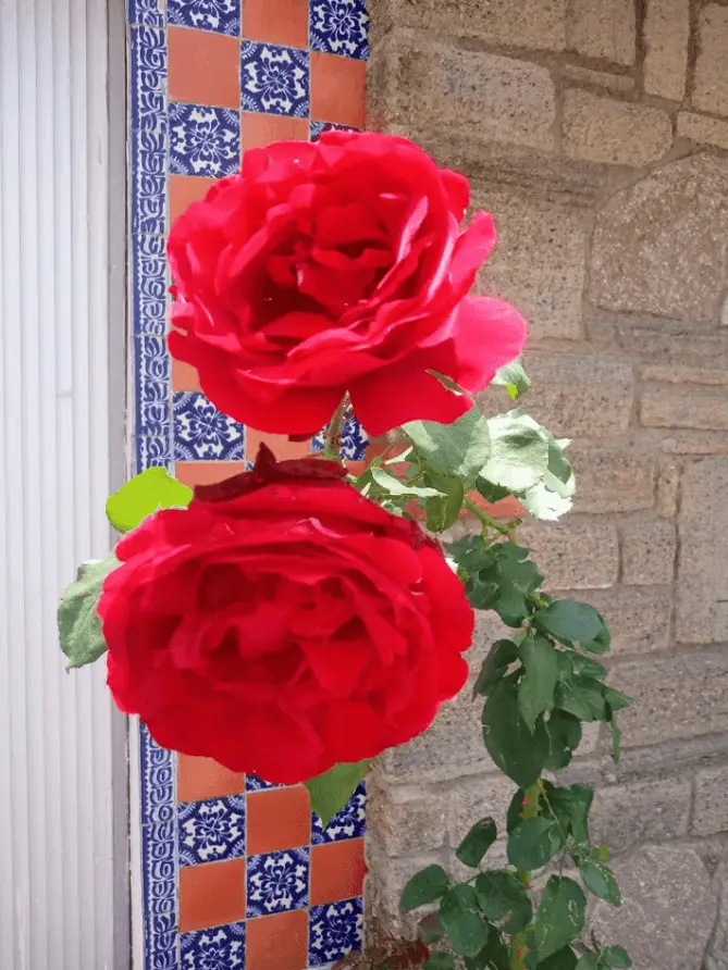 Rosas