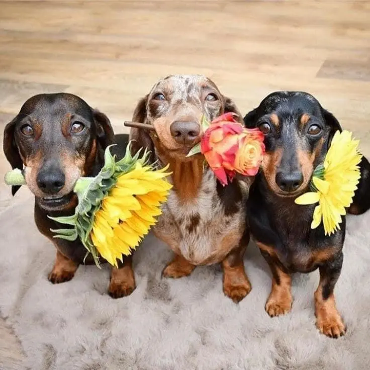 The one in the middle