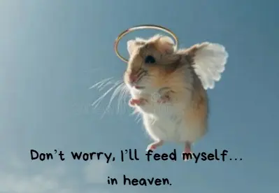 Cute hamster with wings and halo flying in the sky, symbolizing forgetfulness and comic relief when using simpler non-custodial crypto cards like KeyTether.