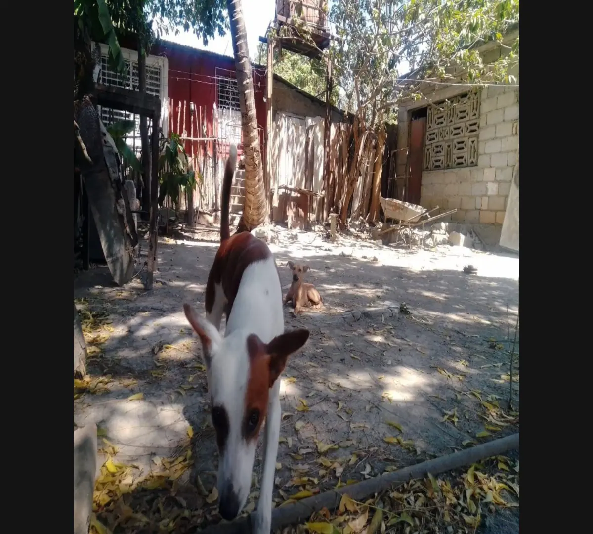 Rosty el perrito