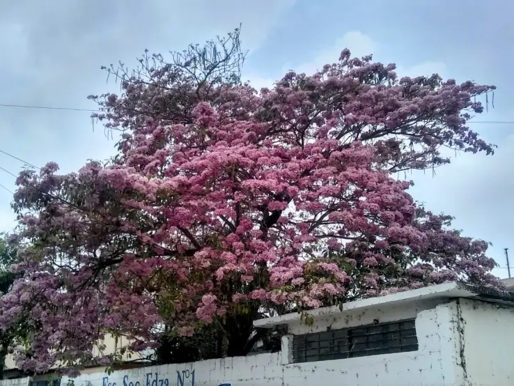 Palo de rosa