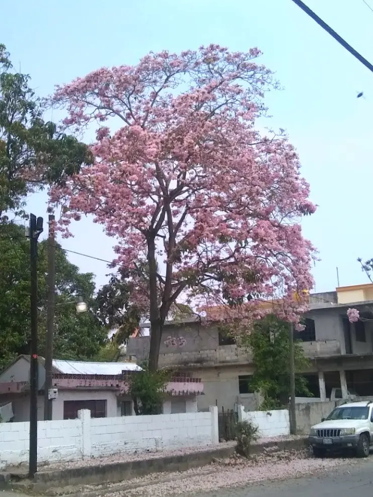 Palo de rosa