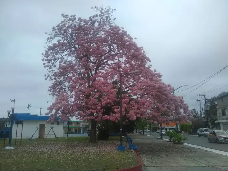 Palo de rosa