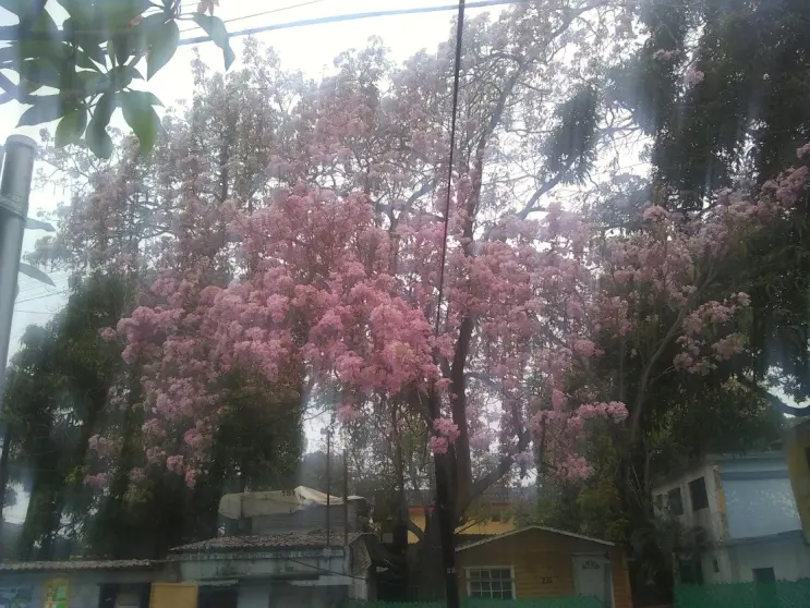 Palo de rosa