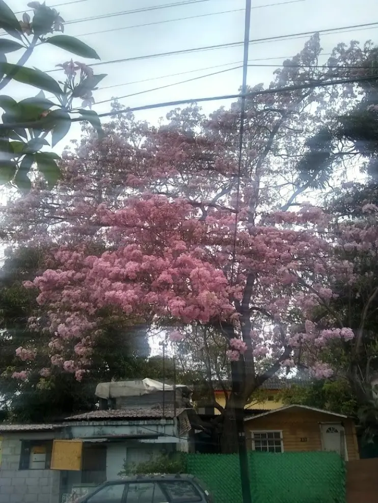 Palo de rosa