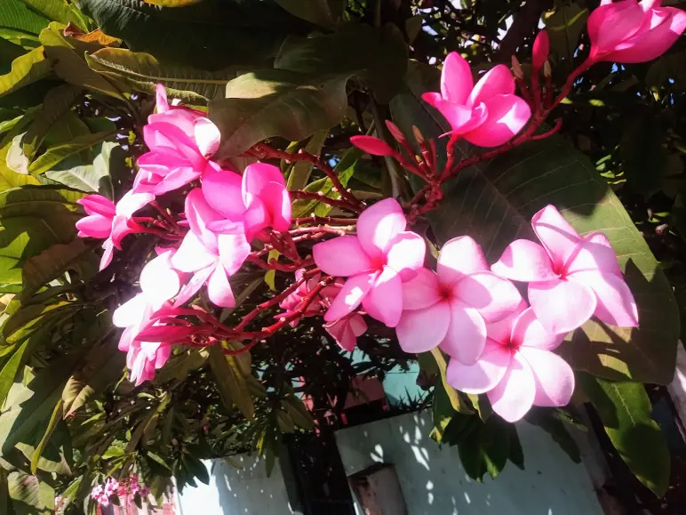Flor de mayo