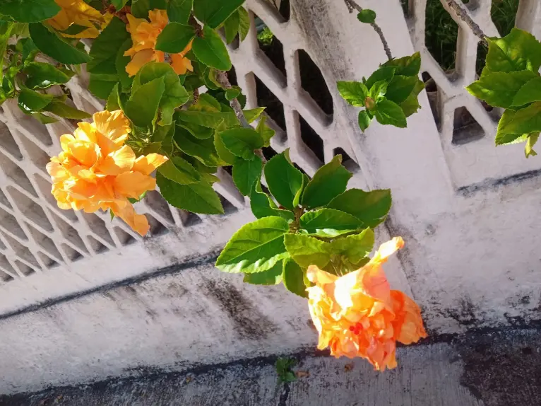 Hibisco