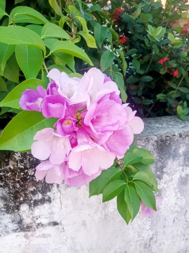 Vine