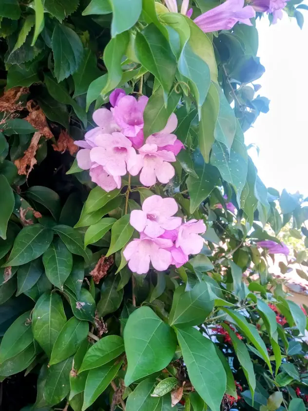 Vine