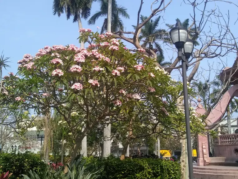 May flower