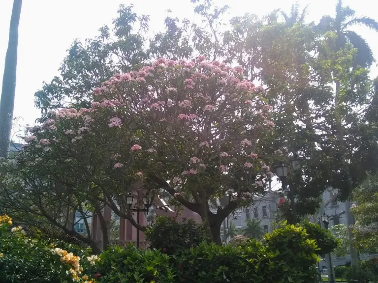 May flower