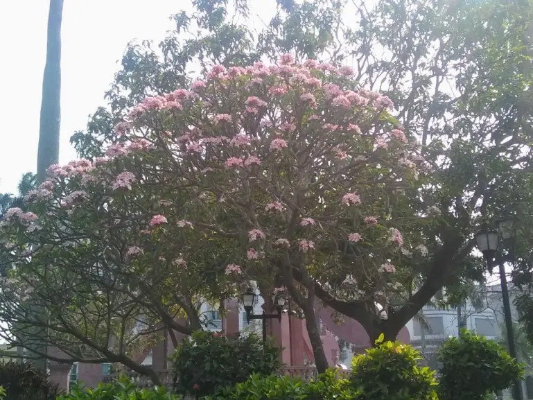 May flower