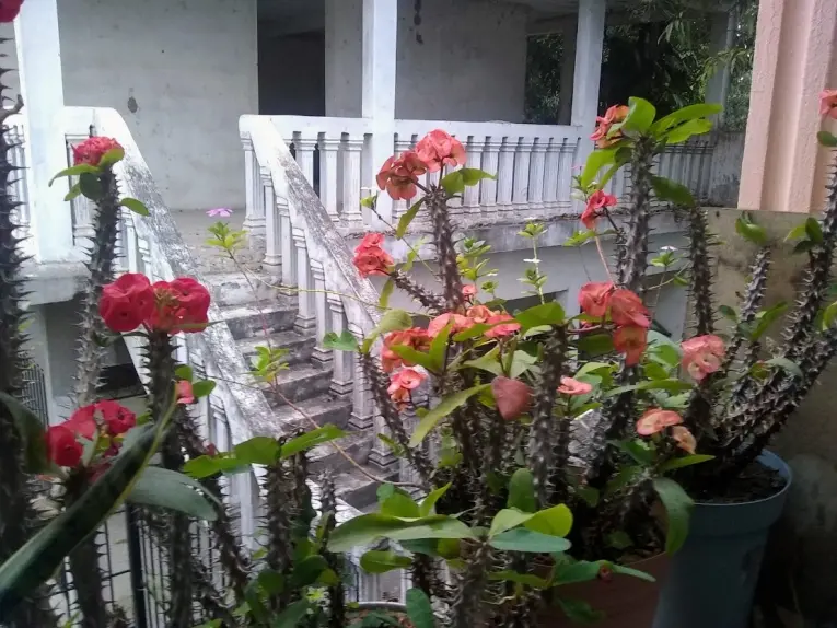 Flores
