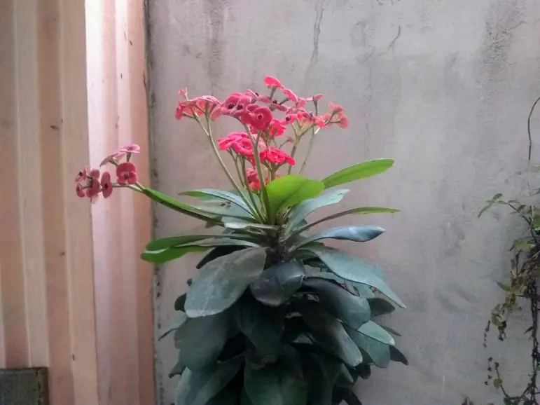 Flores