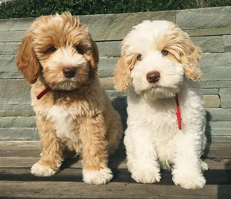 Howard to choose hypoallergenic dog
