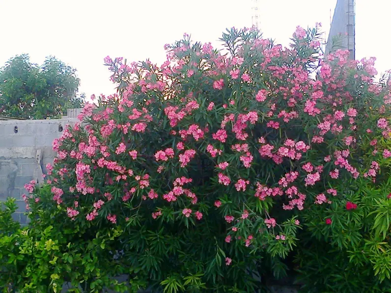 Oleanders's flowers