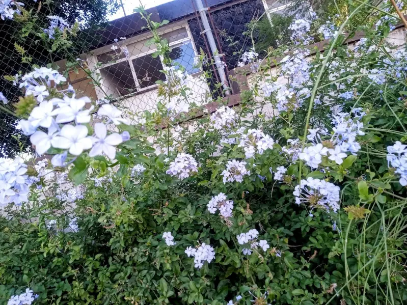 Jasmine