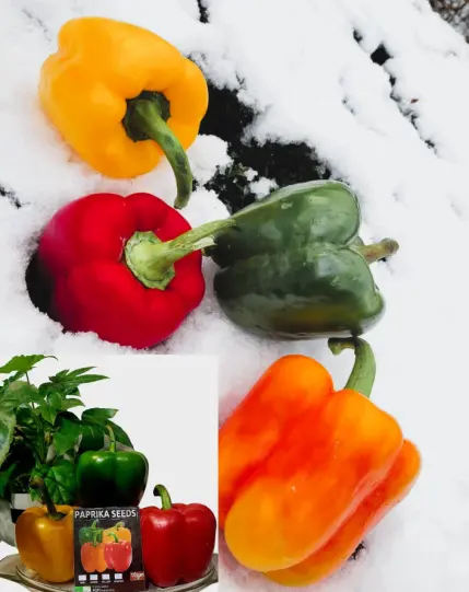 paprika