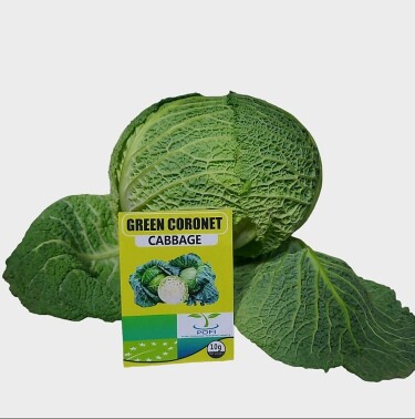 Concerning Green Coronet An overview of the Green Coronet kind of cabbage This well-liked F1 hybrid is ideal for the environment in Africa. Important characteristics: Quick Maturation: After transplantation, it is ready in roughly 65 to 75 days. Heat Tolerant: Perfect for warmer climates, with good resistance to bolting (early flowering). Compact & Uniform: Generates solid, medium-sized heads with attractive blue-green outer leaves.