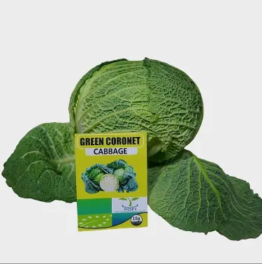 Concerning Green Coronet An overview of the Green Coronet kind of cabbage This well-liked F1 hybrid is ideal for the environment in Africa. Important characteristics: Quick Maturation: After transplantation, it is ready in roughly 65 to 75 days. Heat Tolerant: Perfect for warmer climates, with good resistance to bolting (early flowering). Compact & Uniform: Generates solid, medium-sized heads with attractive blue-green outer leaves.