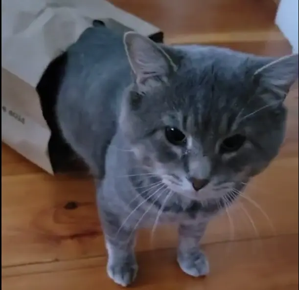Who let the cat out of the bag