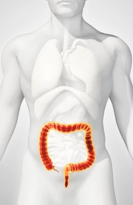 Human anatomy
