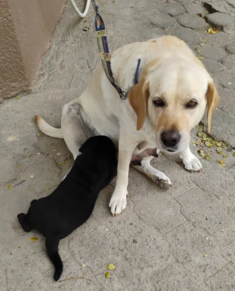 dog pet puppy