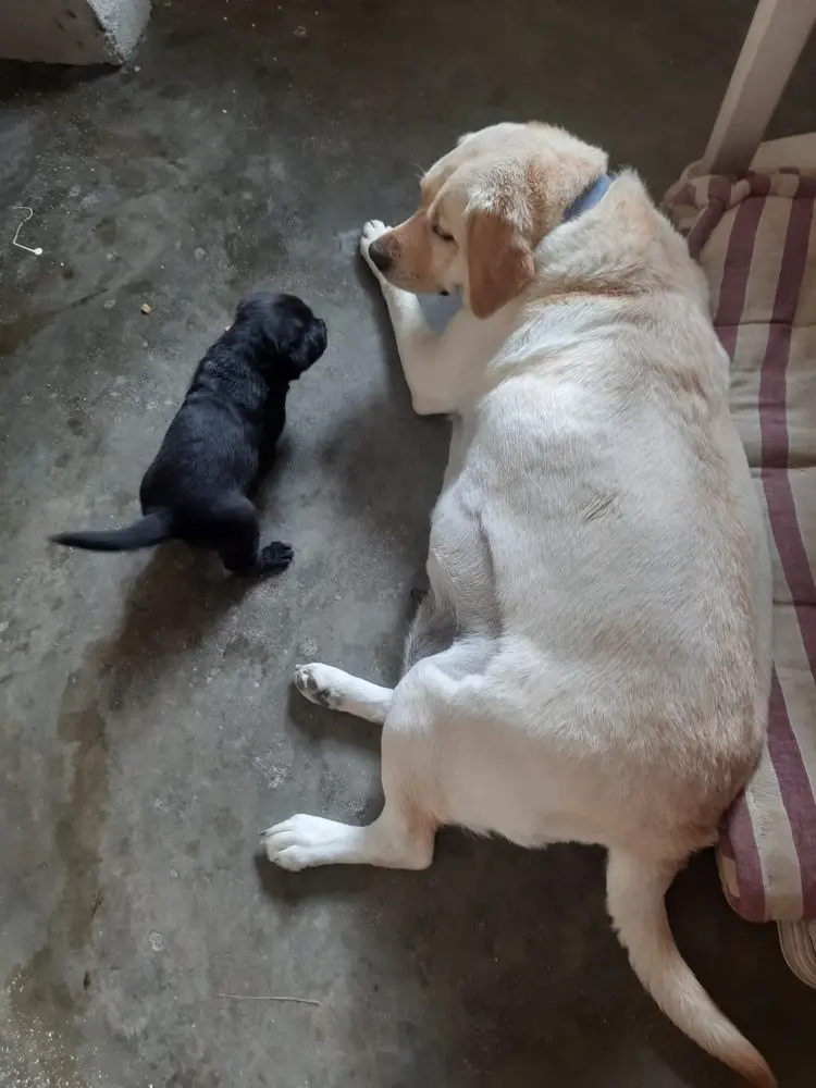 dogs pup pet foster