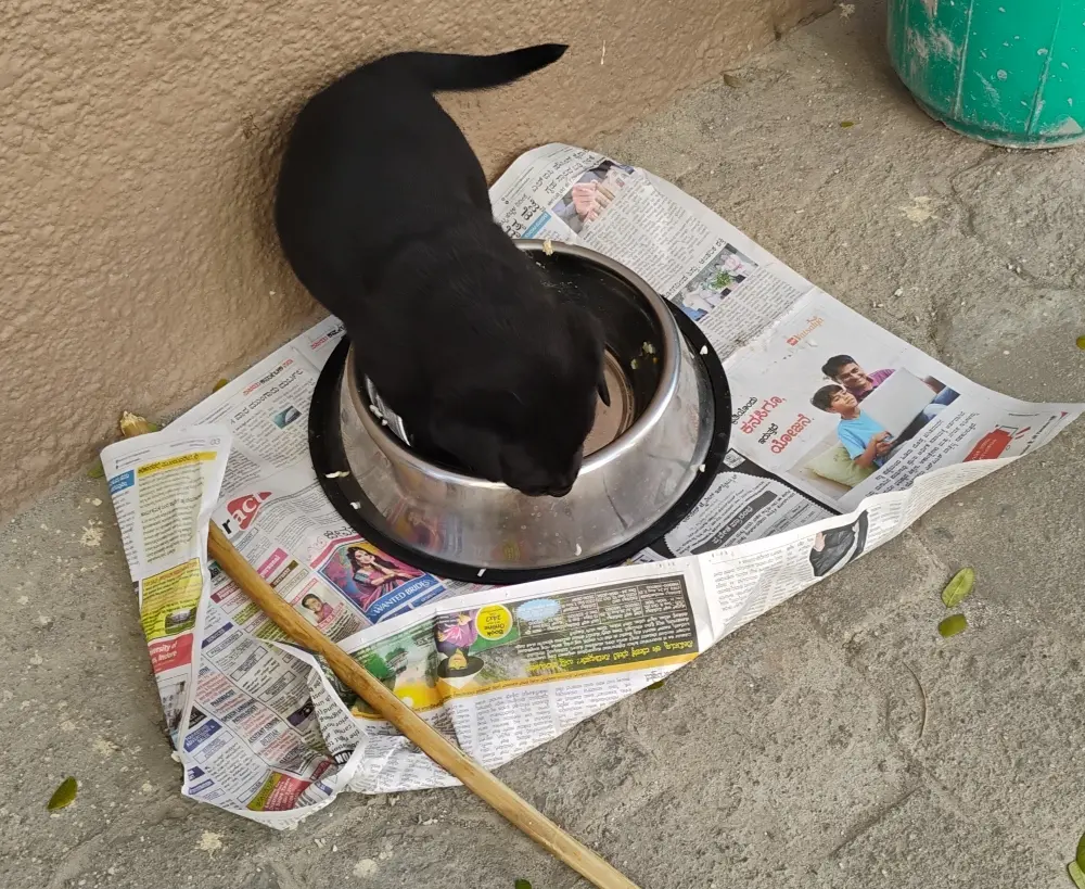 pup doggy Labrador foster