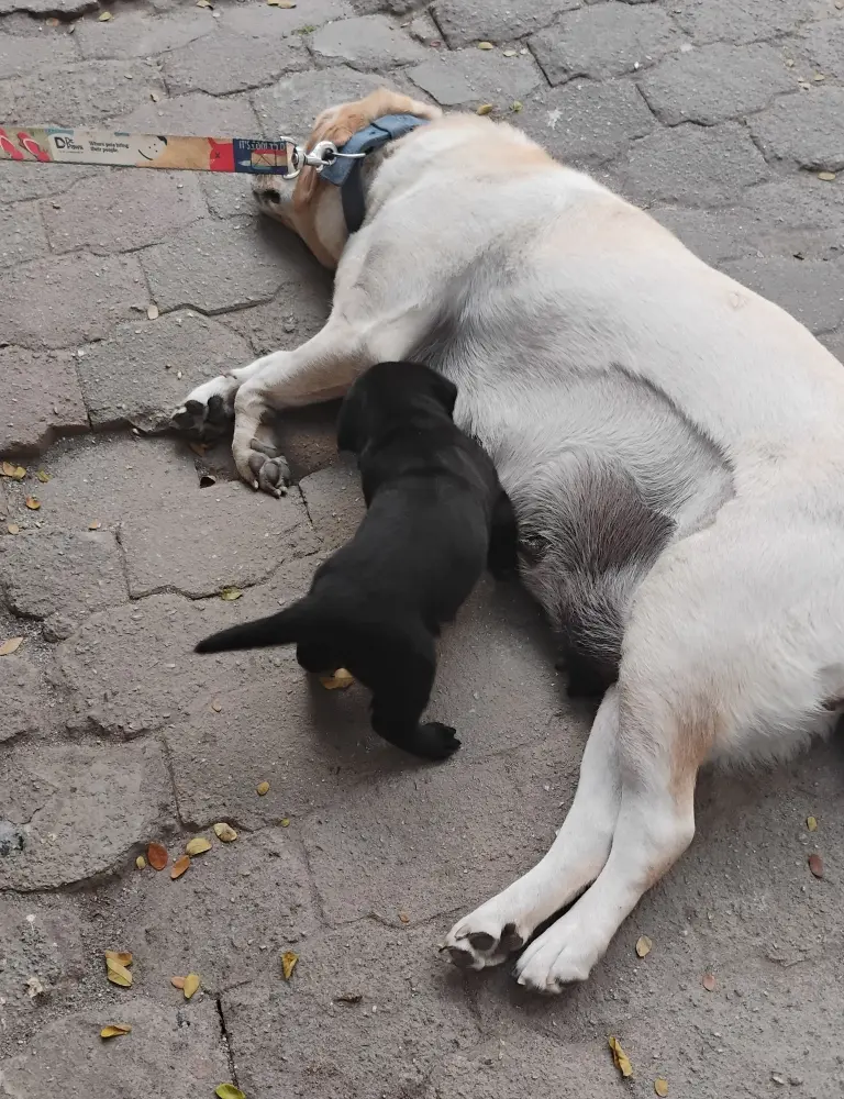 dogs pup pet foster Labrador