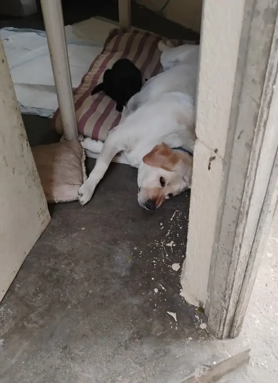 dogs story pets resting foster adoption