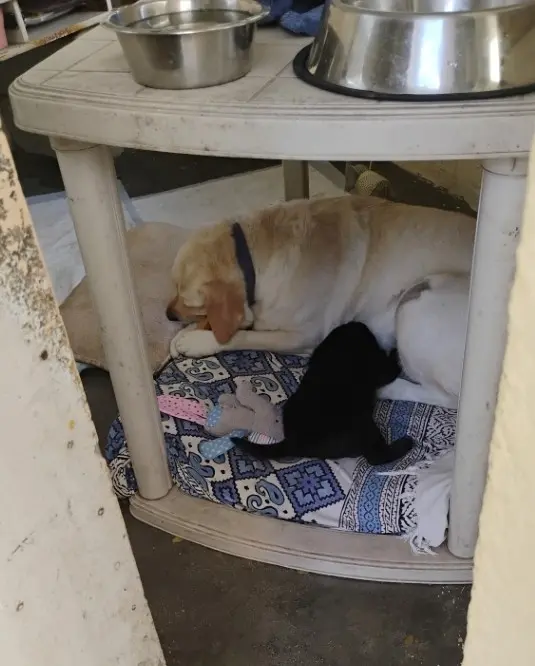 dog pet puppy foster adoption care