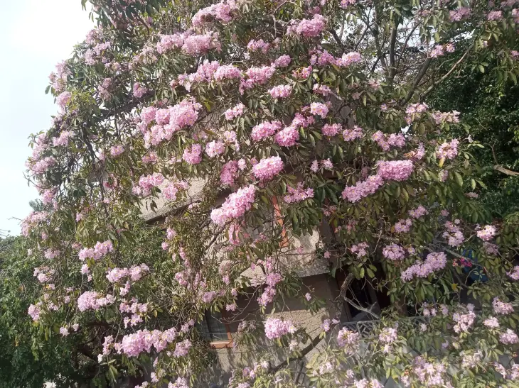 Flores