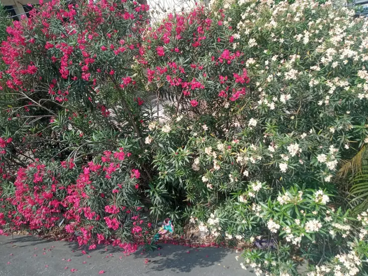 Flores