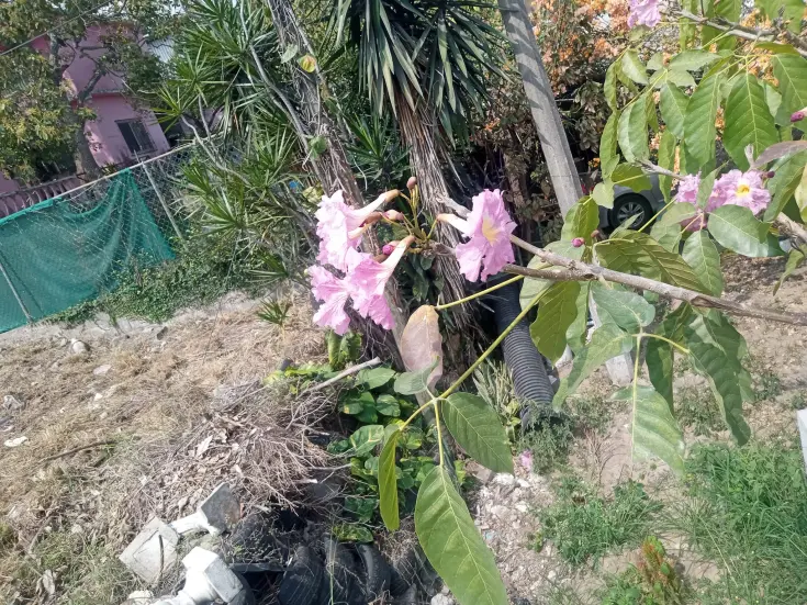 Flores