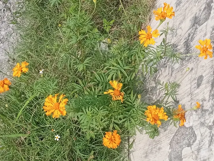 Flores